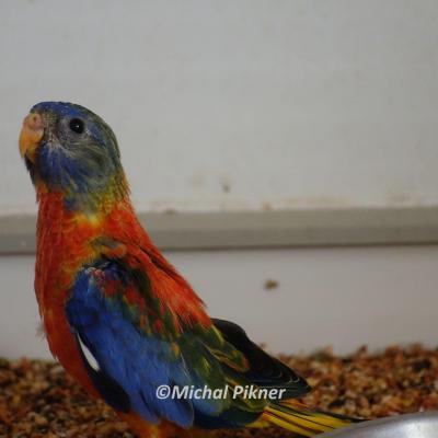 2f violet red belly opalin male