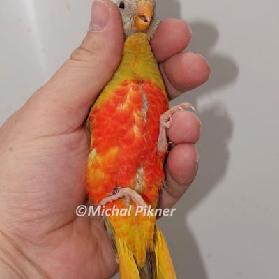 Cinnamon red belly