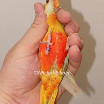 Pallid cinnamon red belly male