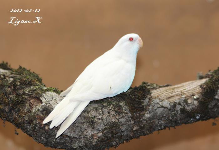 spl-albino-bleu-ino-femelle-1.jpg