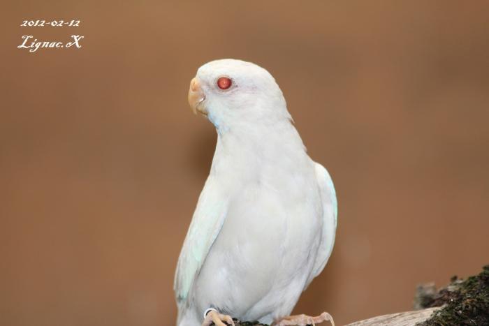 spl-albino-bleu-ino-femelle-2.jpg