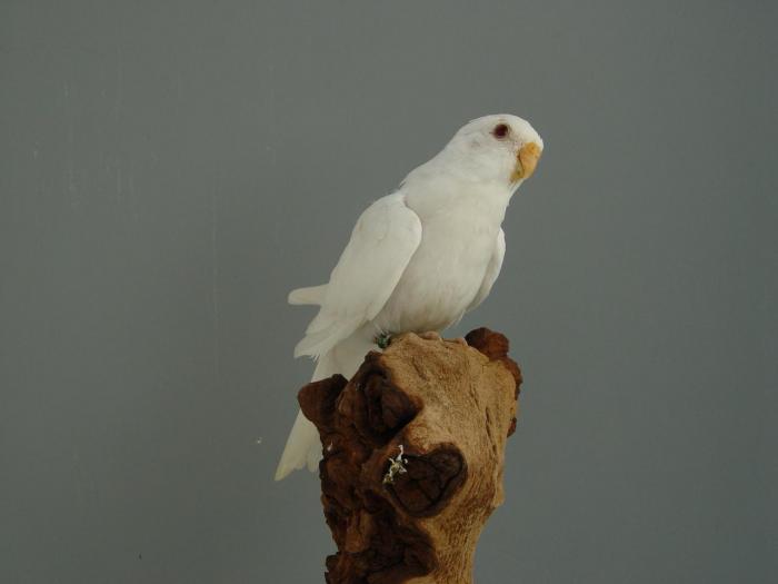 spl-femelle-albino-bleu-ino-1.jpg