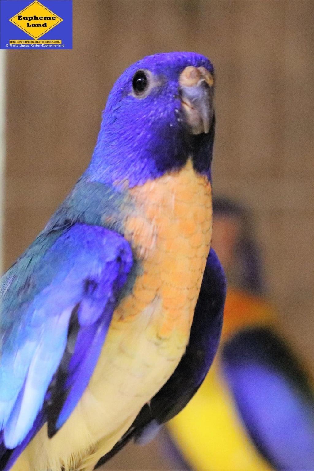 Splendide male sf violet turquoise