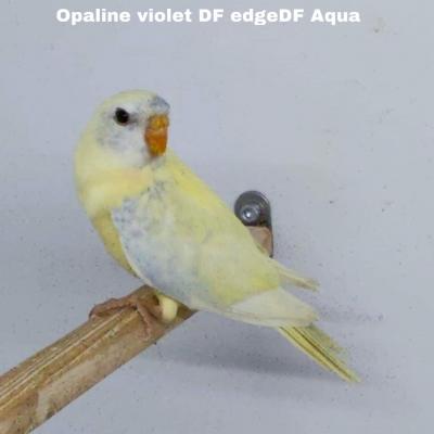 Opaline Edge DF Violet DF  Aqua