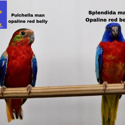Turquoisine mâle opaline red vs splendide mâle opaline red belly