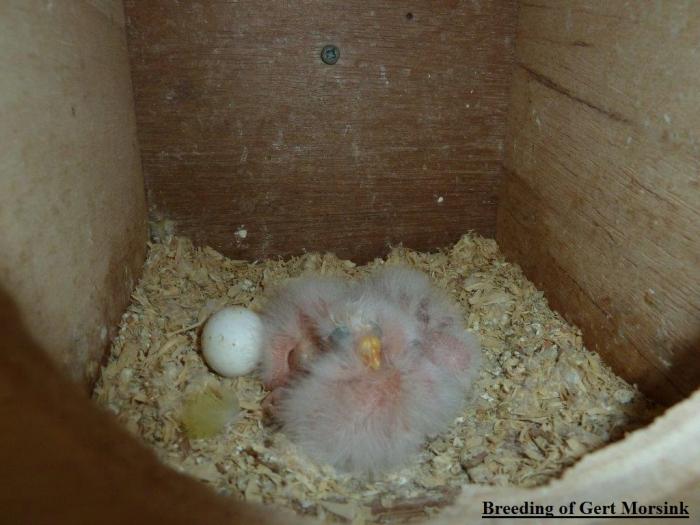 Breeding of Gert Morsink