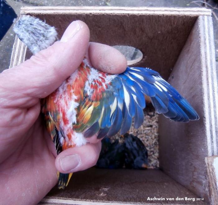 D opaline red belly