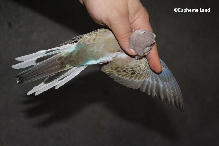 bourke ashen fallow (avec flash)