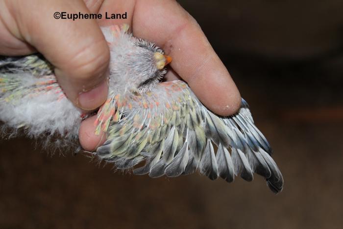 young opaline edge