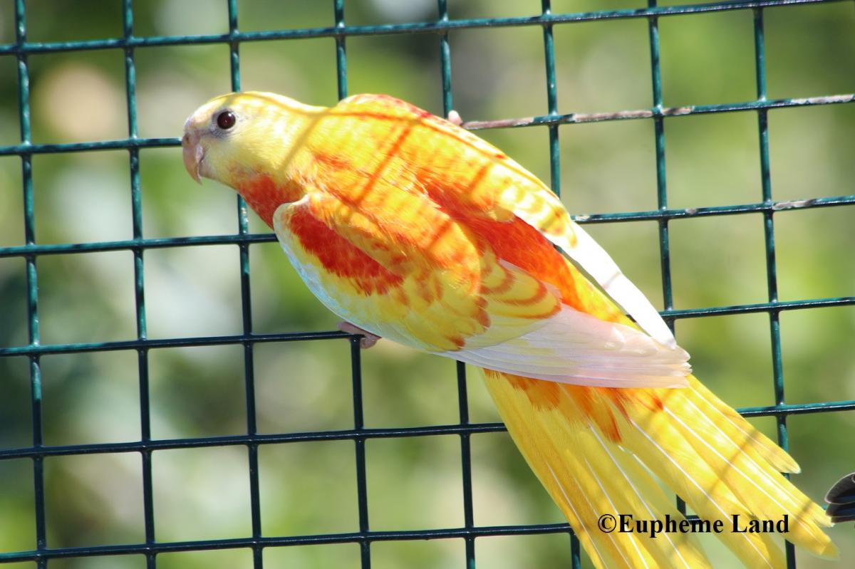 opaline cinnamon dilué