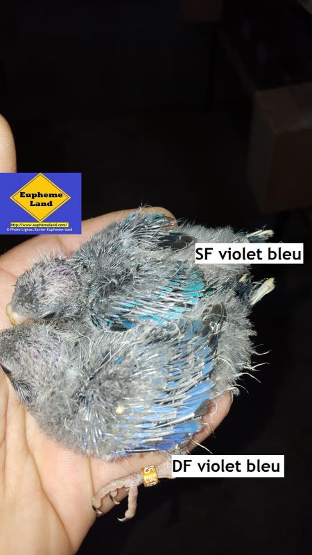 DF & SF violet bleu