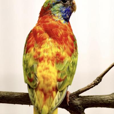 Opaline edge green red belly