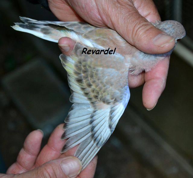 Bourke bronze fallow edge