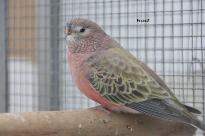 bourke-bronze-fallow-male.jpg