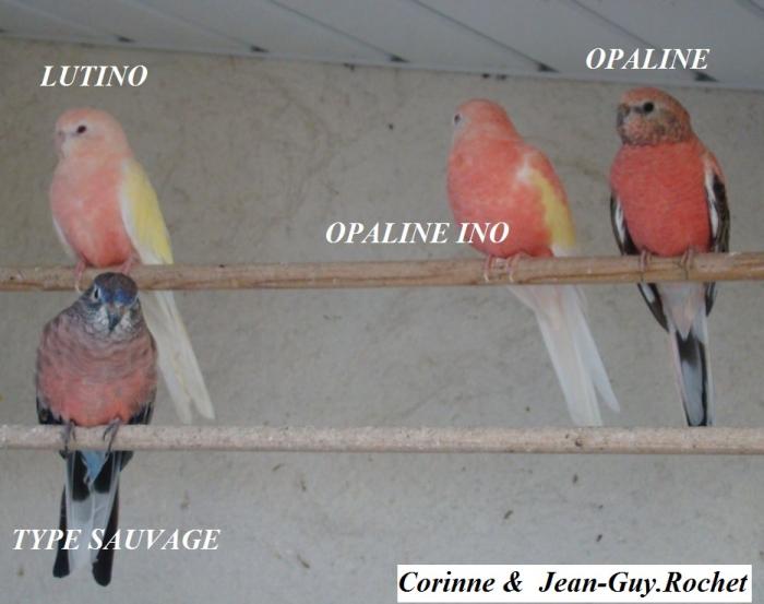 bourke-difference-opaline-opaline-ino-lutino-type-sauvage.jpg