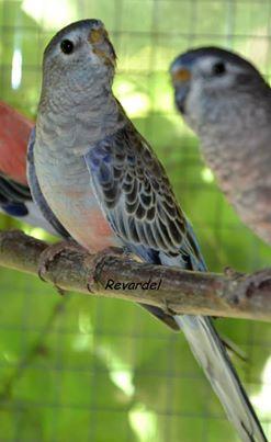 bourke-edge-selection-bleu-male.jpg