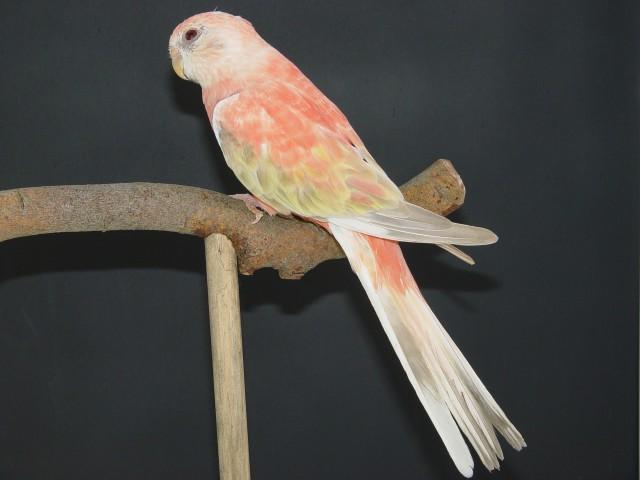 bourke-femelle-opaline-pale-fallow.jpg