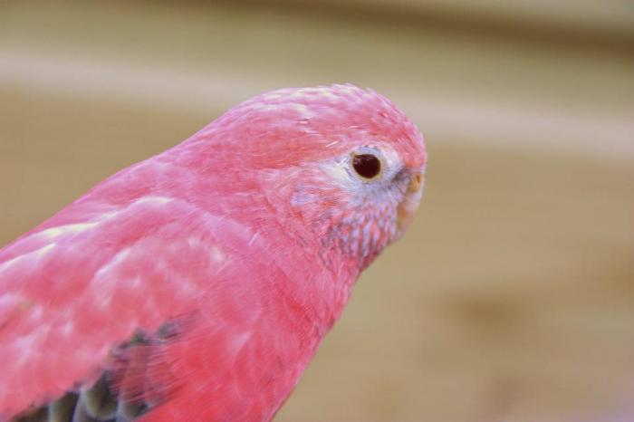 bourke-male-opaline-bronze-fallow.jpg