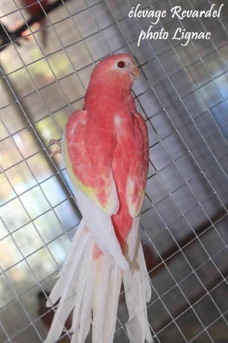 bourke-male-opaline-ino.jpg