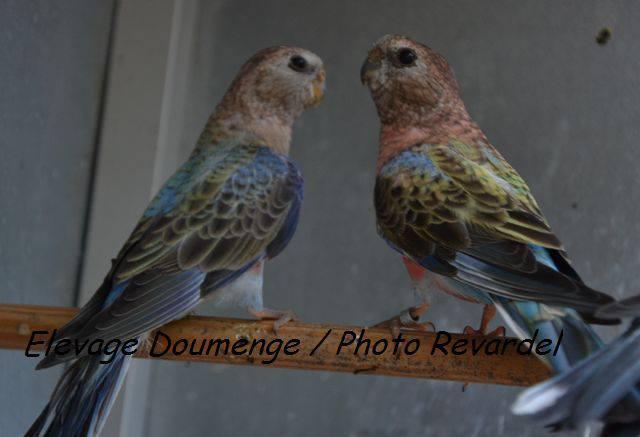 bourke-opaline-bleu-couple.jpg