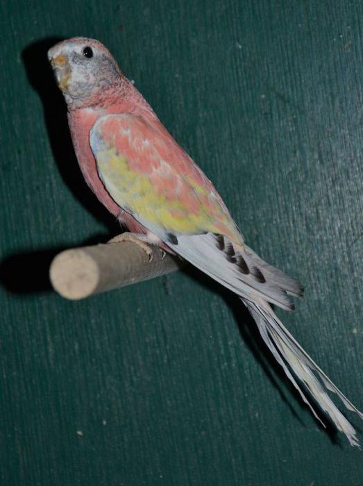 bourke-opaline-edge-male-jeune.jpg