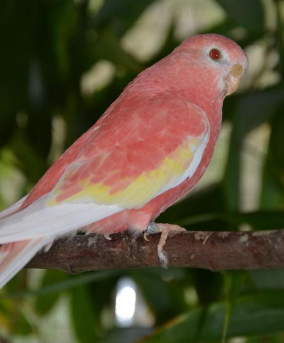 bourke-opaline-ino-male.jpg