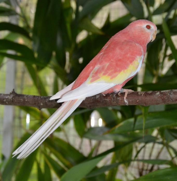 bourke-opaline-ino-male2.jpg