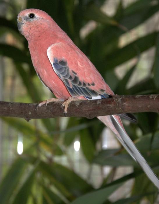 bourke-opaline-male.jpg