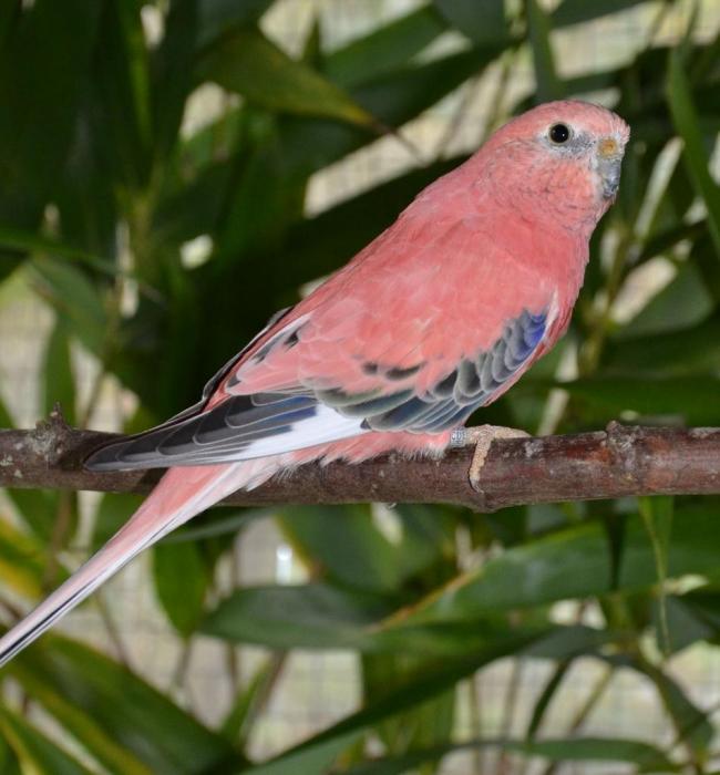 bourke-opaline-male2.jpg