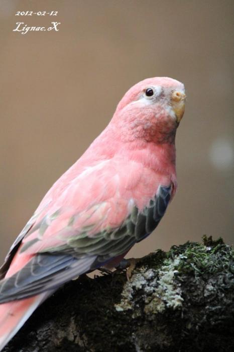 bourke-opaline-pale-fallow-male-1.jpg