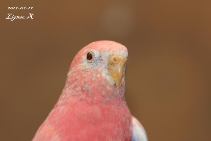 bourke-opaline-pale-fallow-male-2.jpg