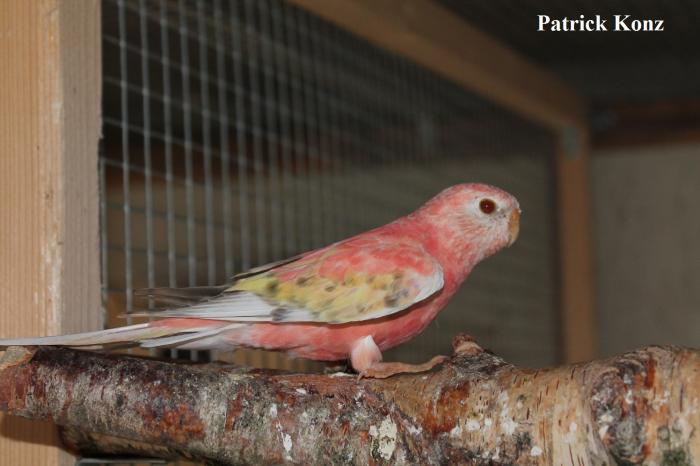 Bourke opaline pâle fallow edge