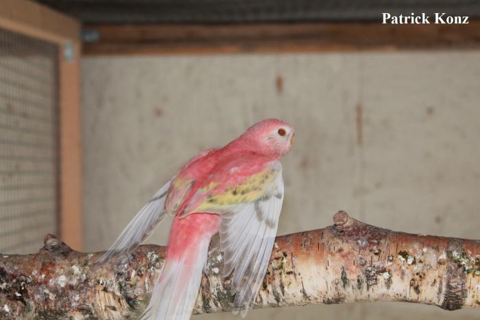 Bourke opaline pâle fallow edge