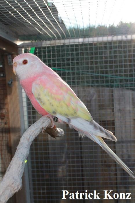 Bourke opaline pâle fallow edge