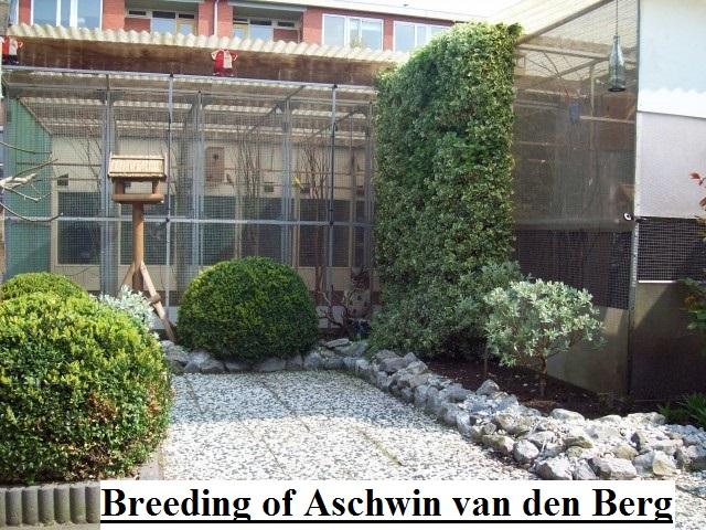 Breeding of aschwin van den berg