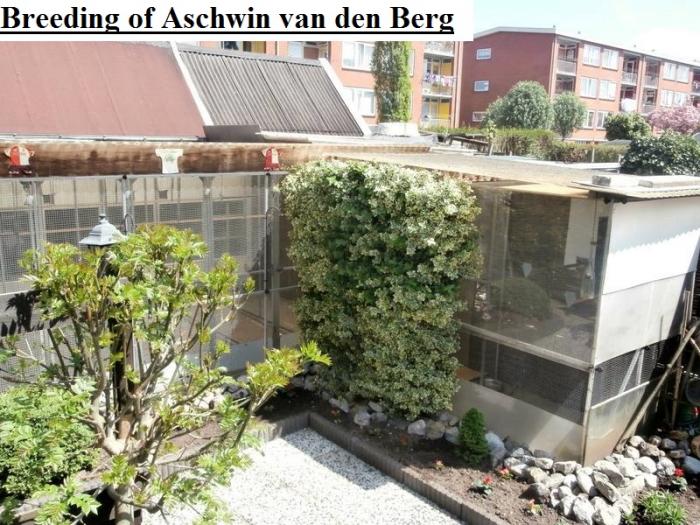 Breeding of aschwin van den berg