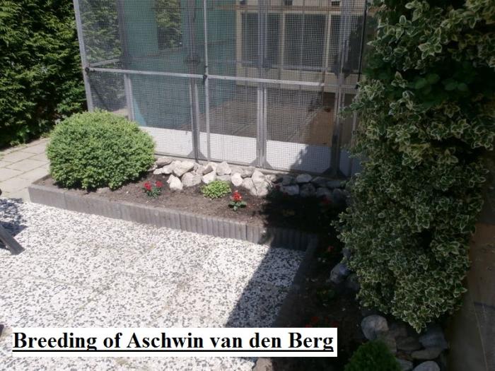 Breeding of aschwin van den berg