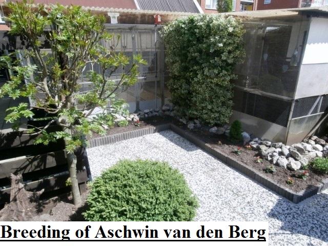 Breeding of aschwin van den berg