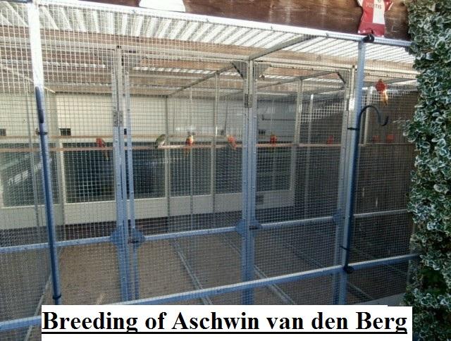 Breeding of aschwin van den berg