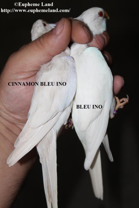 Comparaison albino cinnamon albino