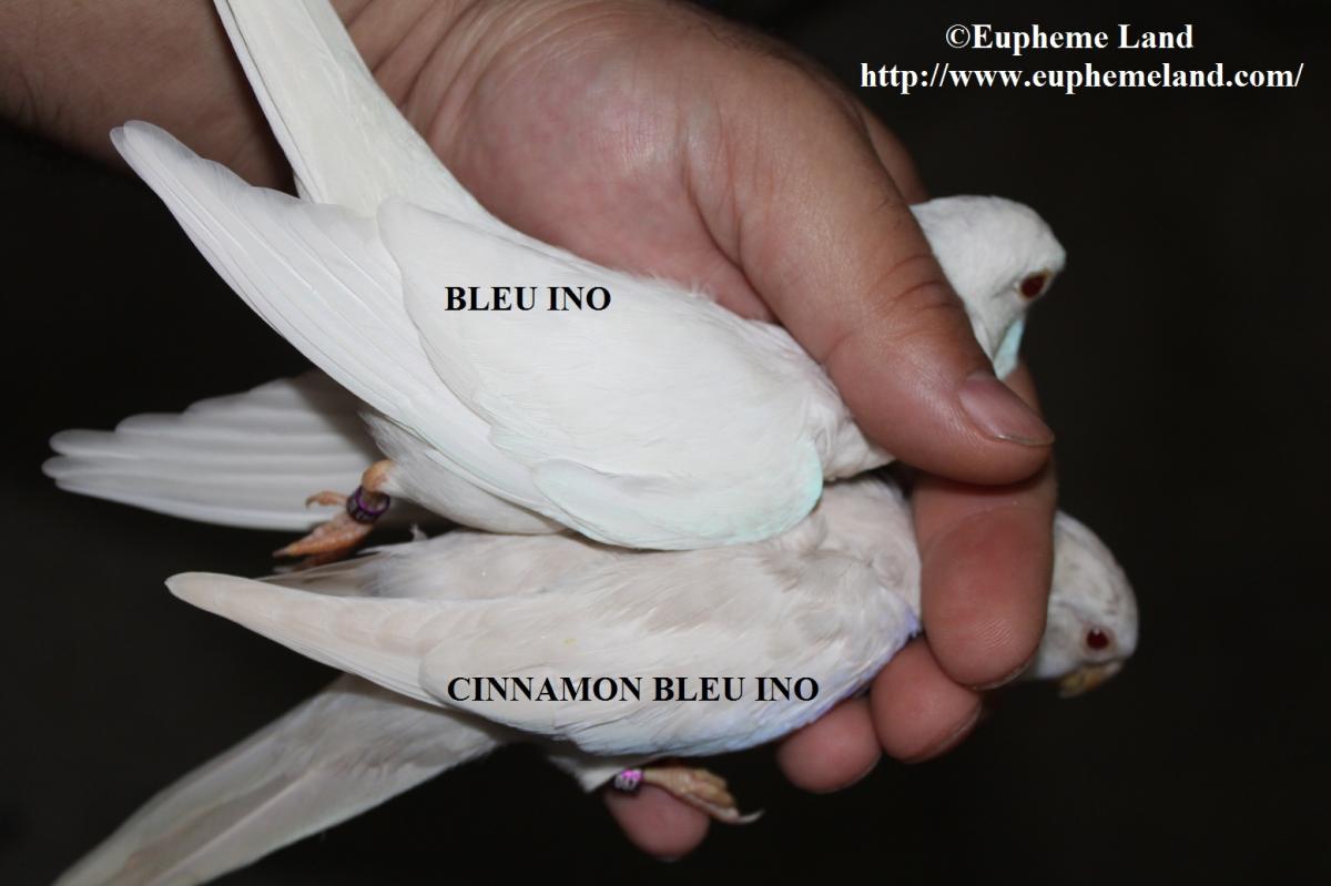 Comparaison albino cinnamon albino