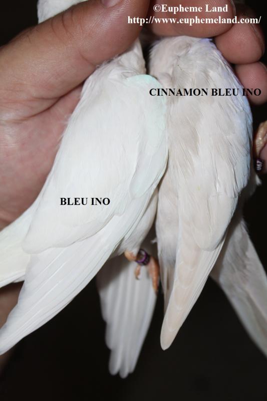 Comparaison albino cinnamon albino