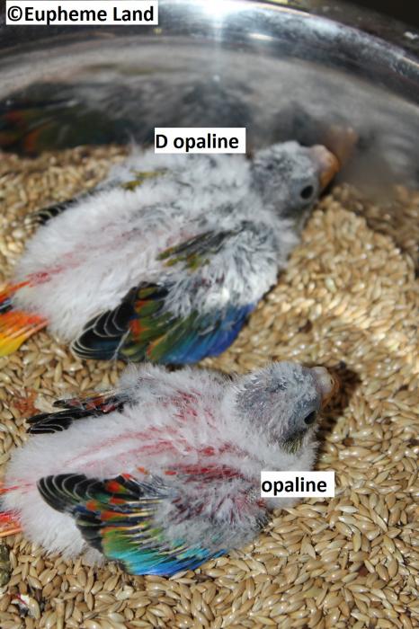 Comparaison D opaline / opaline