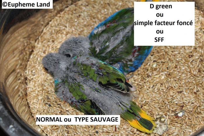 Comparaison D vert & vert