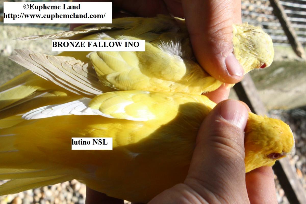 Comparaison lutino&  bronze fallow ino