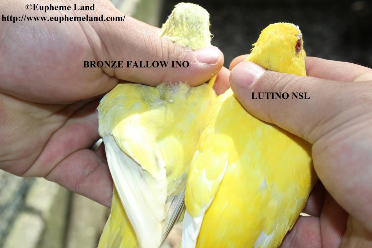 Comparaison lutino&  bronze fallow ino