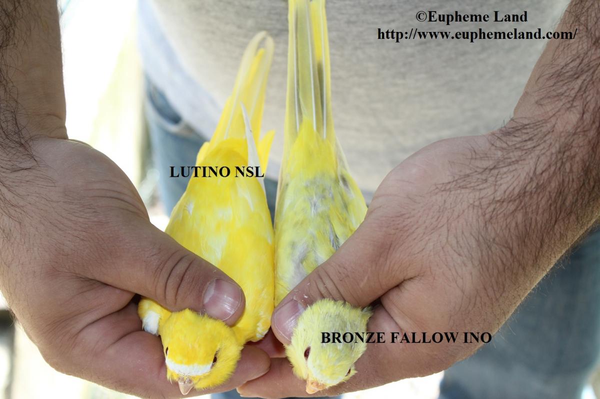 Comparaison lutino & bronze fallow ino 