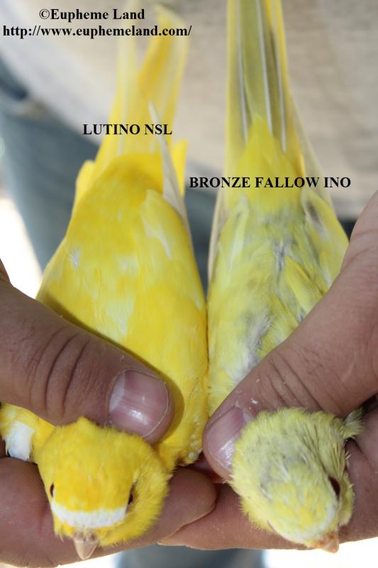 Comparaison lutino & bronze fallow ino