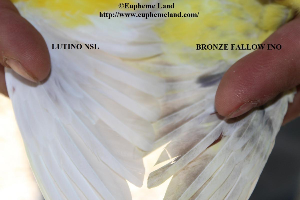 Comparaison lutino & bronze fallow ino