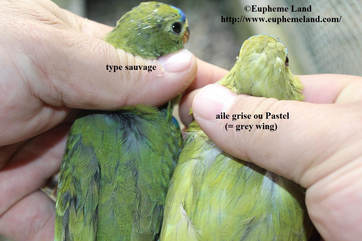 Comparaison normal & aile grise